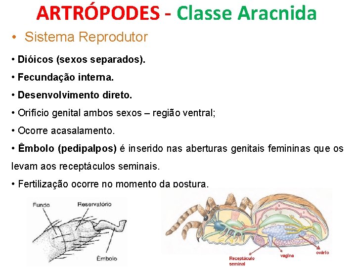 ARTRÓPODES - Classe Aracnida • Sistema Reprodutor • Dióicos (sexos separados). • Fecundação interna.