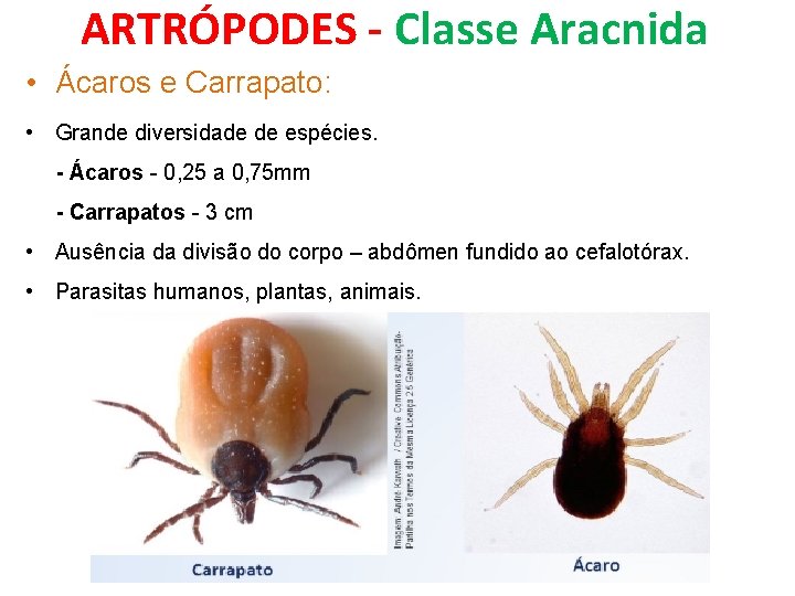 ARTRÓPODES - Classe Aracnida • Ácaros e Carrapato: • Grande diversidade de espécies. -