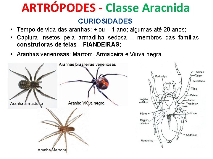 ARTRÓPODES - Classe Aracnida CURIOSIDADES • Tempo de vida das aranhas: + ou –