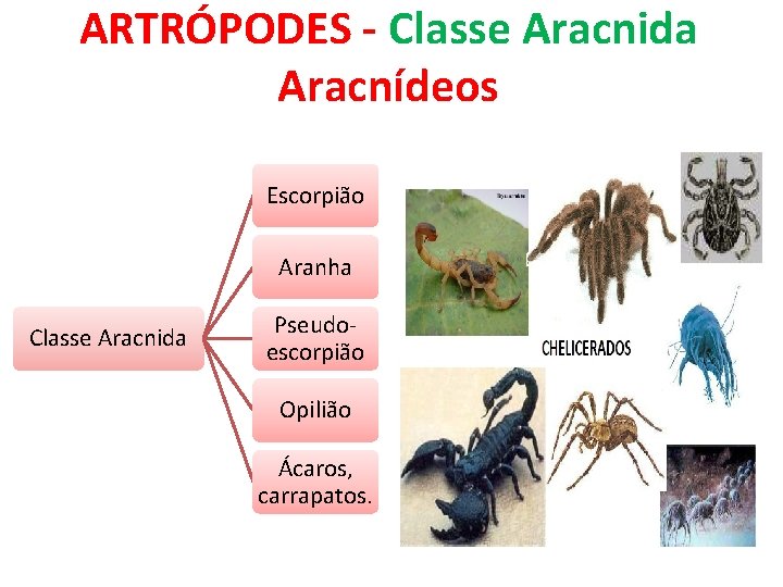 ARTRÓPODES - Classe Aracnida Aracnídeos Escorpião Aranha Classe Aracnida Pseudoescorpião Opilião Ácaros, carrapatos. 