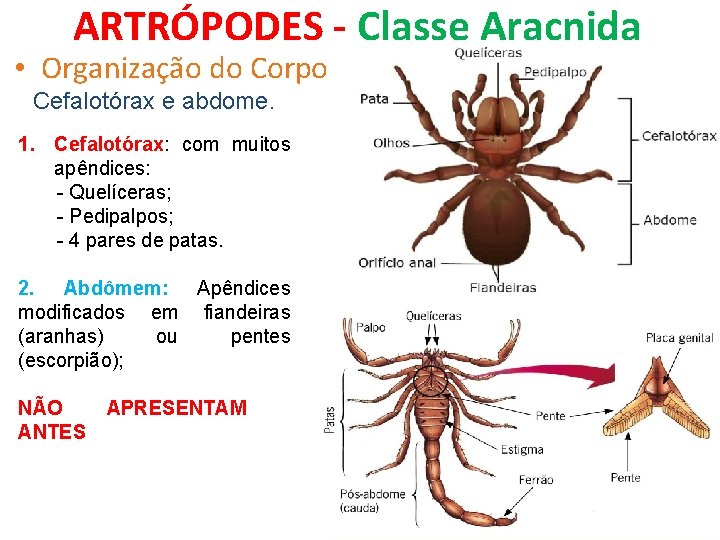 ARTRÓPODES - Classe Aracnida • Organização do Corpo Cefalotórax e abdome. 1. Cefalotórax: com