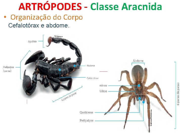 ARTRÓPODES - Classe Aracnida • Organização do Corpo Cefalotórax e abdome. 