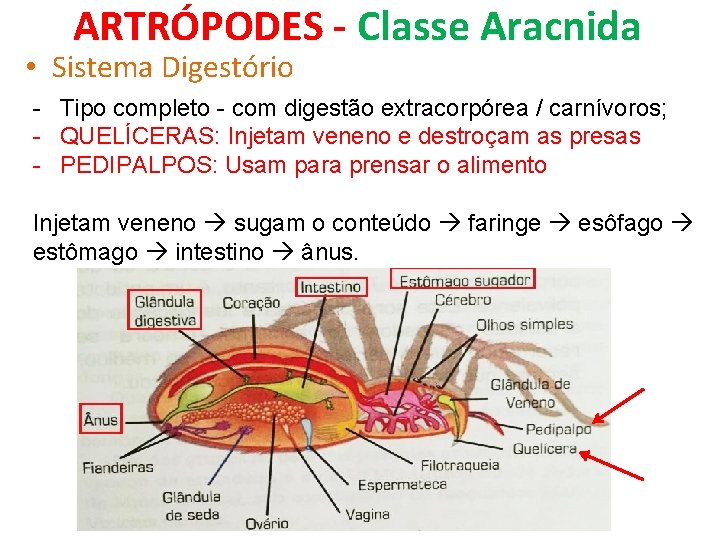 ARTRÓPODES - Classe Aracnida • Sistema Digestório - Tipo completo - com digestão extracorpórea