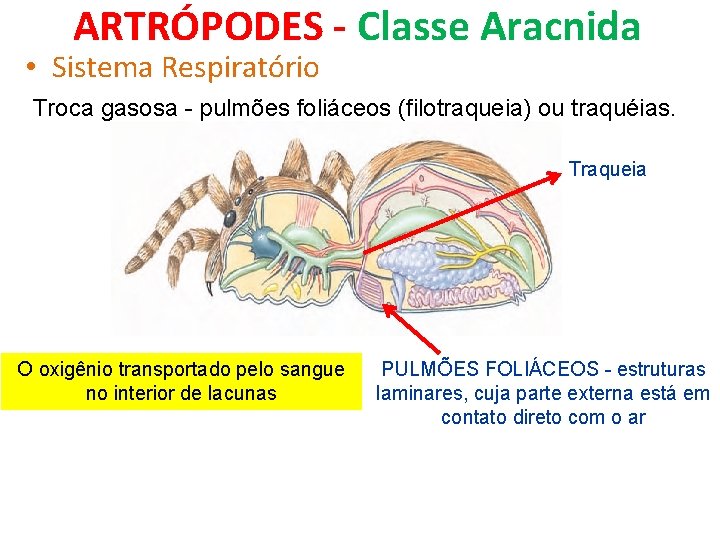 ARTRÓPODES - Classe Aracnida • Sistema Respiratório Troca gasosa - pulmões foliáceos (filotraqueia) ou