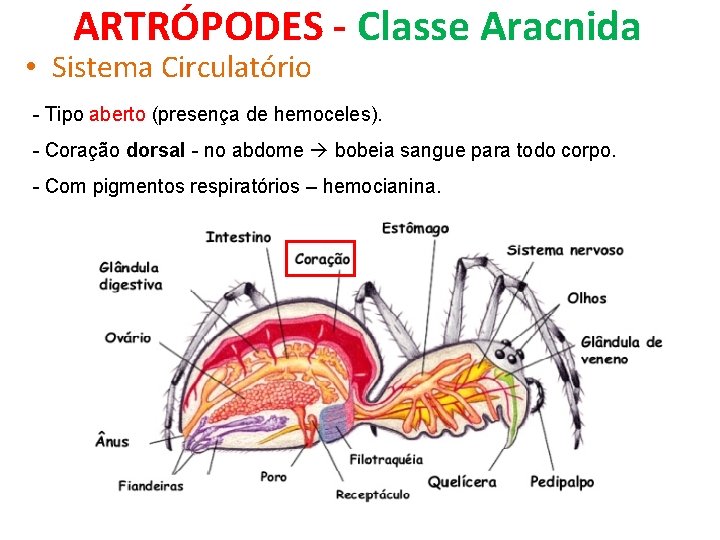 ARTRÓPODES - Classe Aracnida • Sistema Circulatório - Tipo aberto (presença de hemoceles). -