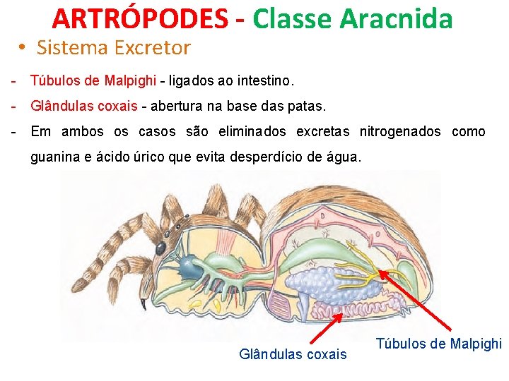 ARTRÓPODES - Classe Aracnida • Sistema Excretor - Túbulos de Malpighi - ligados ao