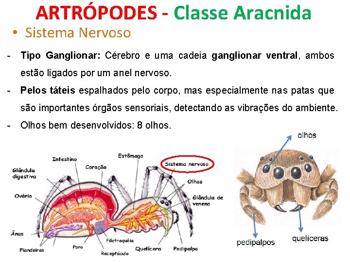 ARTRÓPODES - Classe Aracnida • Sistema Nervoso - Tipo Ganglionar: Cérebro e uma cadeia