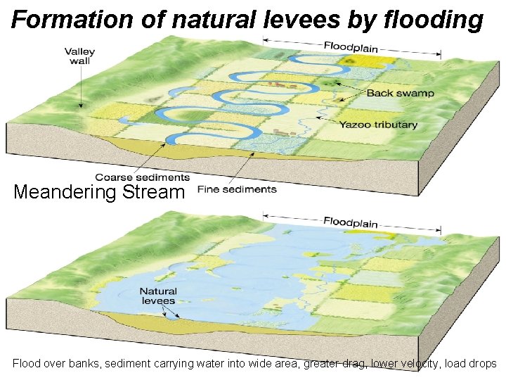 Formation of natural levees by flooding Meandering Stream Flood over banks, sediment carrying water