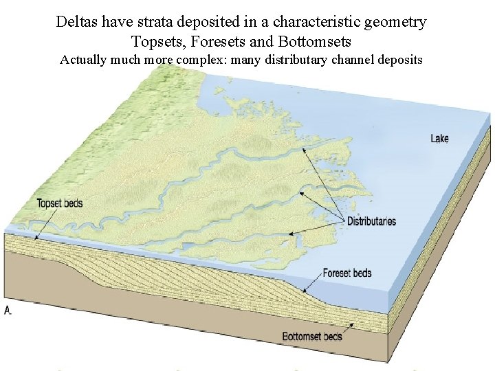 Deltas have strata deposited in a characteristic geometry Topsets, Foresets and Bottomsets Actually much