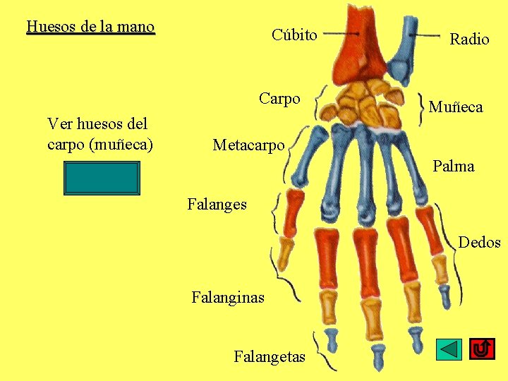 Huesos de la mano Cúbito Carpo Ver huesos del carpo (muñeca) Radio Muñeca Metacarpo