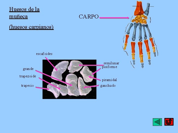 Huesos de la muñeca CARPO (huesos carpianos) escafoides grande trapezoide trapecio semilunar pisiforme piramidal