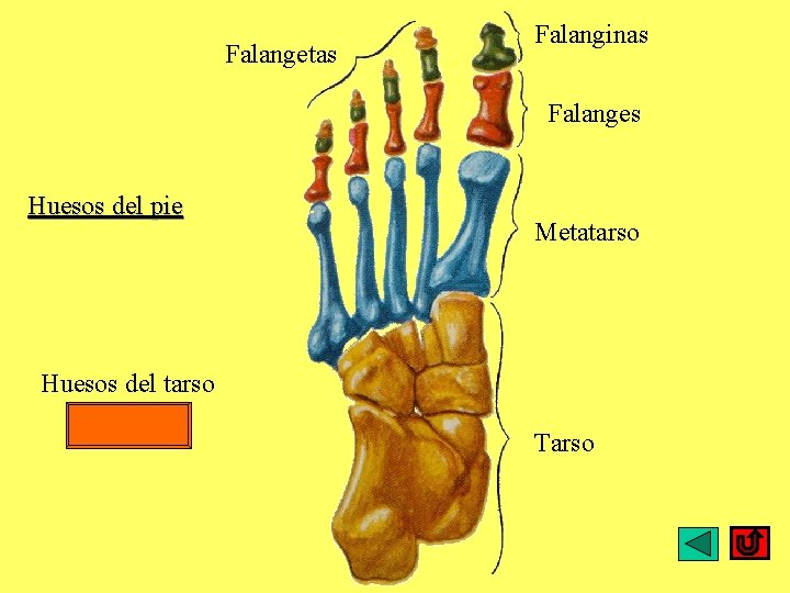 Falangetas Falanginas Falanges Huesos del pie Metatarso Huesos del tarso Tarso 