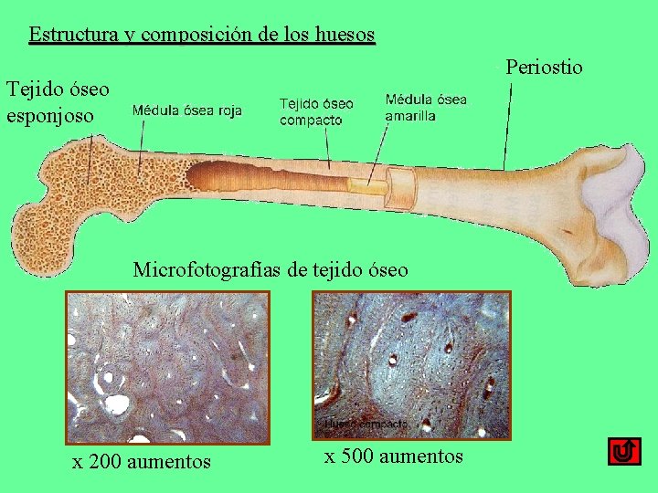 Estructura y composición de los huesos Periostio Tejido óseo esponjoso Microfotografías de tejido óseo