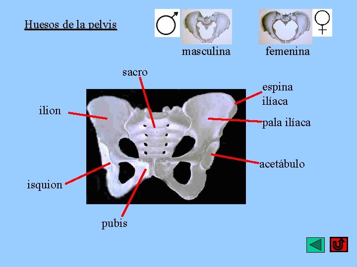 Huesos de la pelvis masculina femenina sacro espina ilíaca ilion pala ilíaca acetábulo isquion