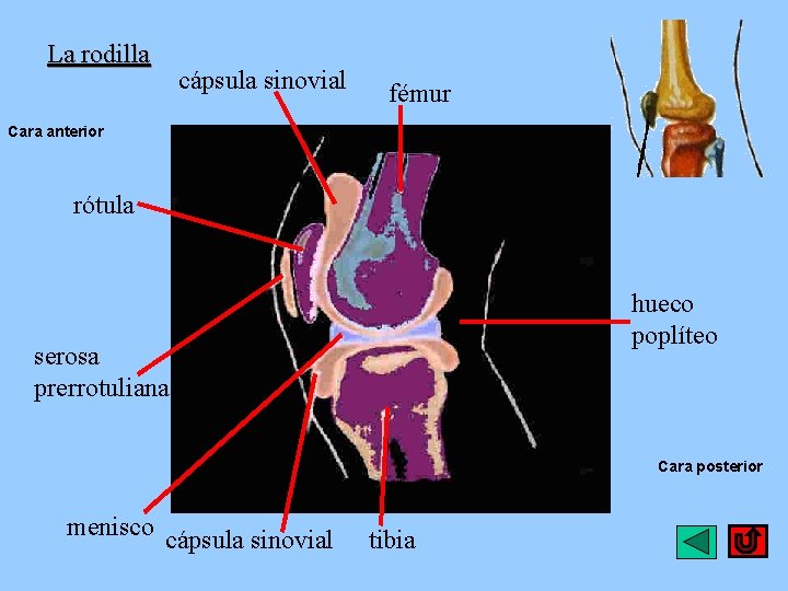 La rodilla cápsula sinovial fémur Cara anterior rótula hueco poplíteo serosa prerrotuliana Cara posterior