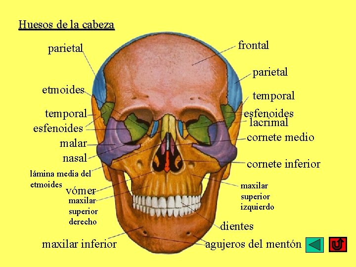 Huesos de la cabeza parietal frontal parietal etmoides temporal esfenoides malar nasal lámina media