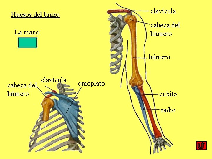 clavícula Huesos del brazo cabeza del húmero La mano húmero cabeza del húmero clavícula