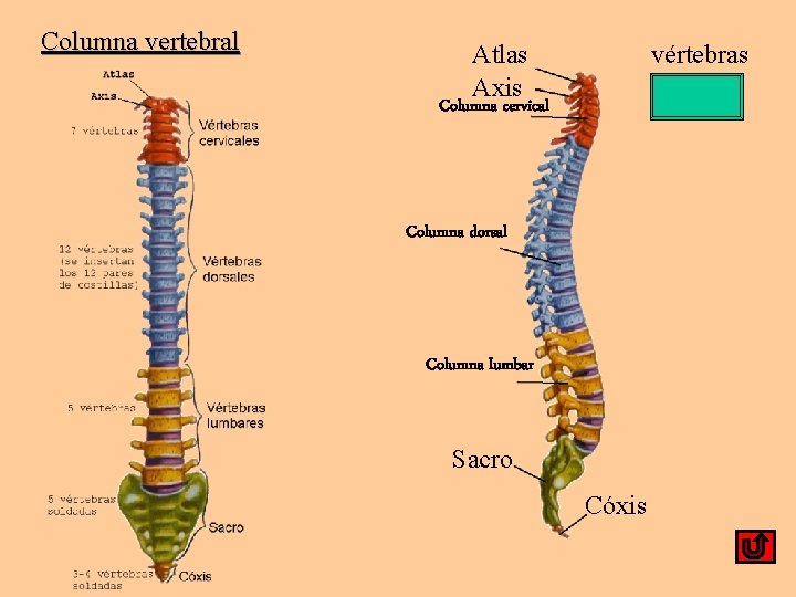 Columna vertebral Atlas Axis vértebras Columna cervical Columna dorsal Columna lumbar Sacro Cóxis 