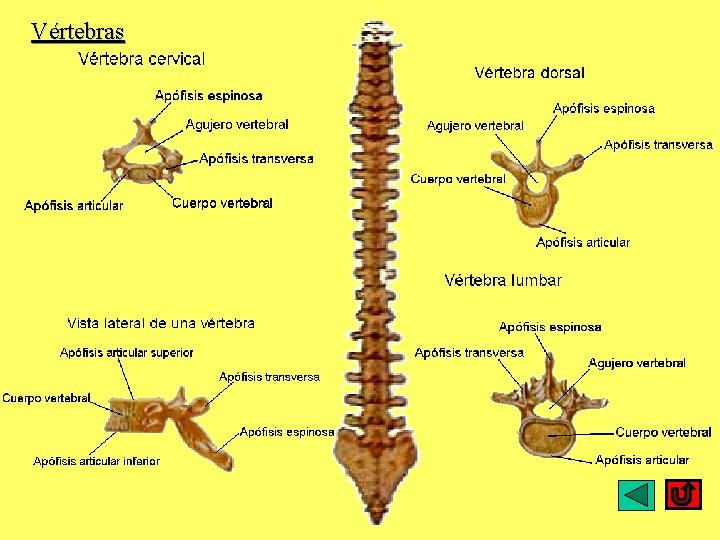 Vértebras 