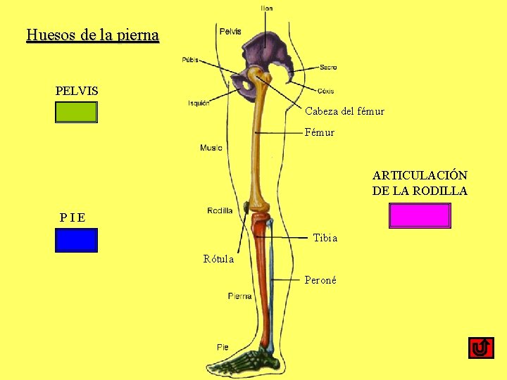 Huesos de la pierna PELVIS Cabeza del fémur Fémur ARTICULACIÓN DE LA RODILLA PIE