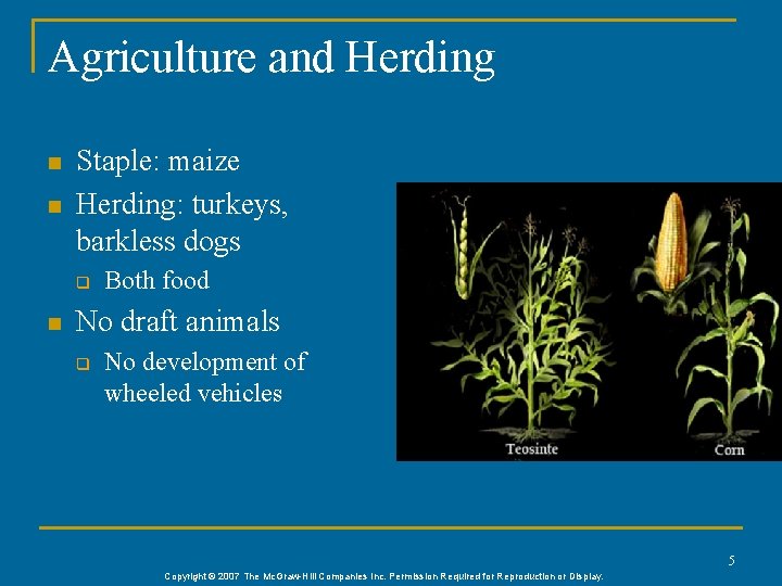 Agriculture and Herding n n Staple: maize Herding: turkeys, barkless dogs q n Both