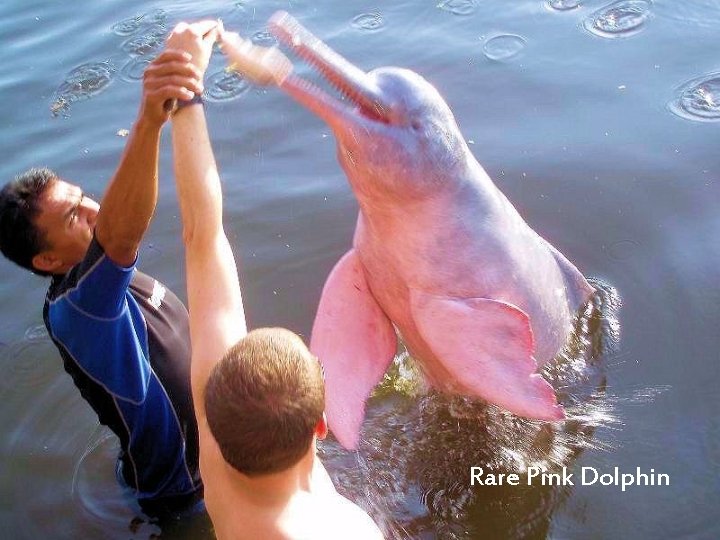 Rare Pink Dolphin 