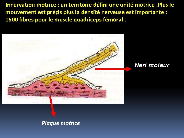 Innervation motrice : un territoire défini une unité motrice. Plus le mouvement est préçis