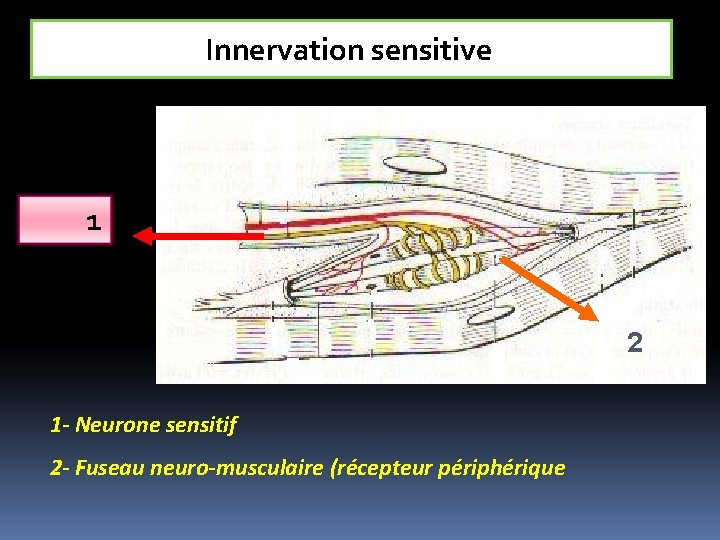 Innervation sensitive 1 2 1 - Neurone sensitif 2 - Fuseau neuro-musculaire (récepteur périphérique