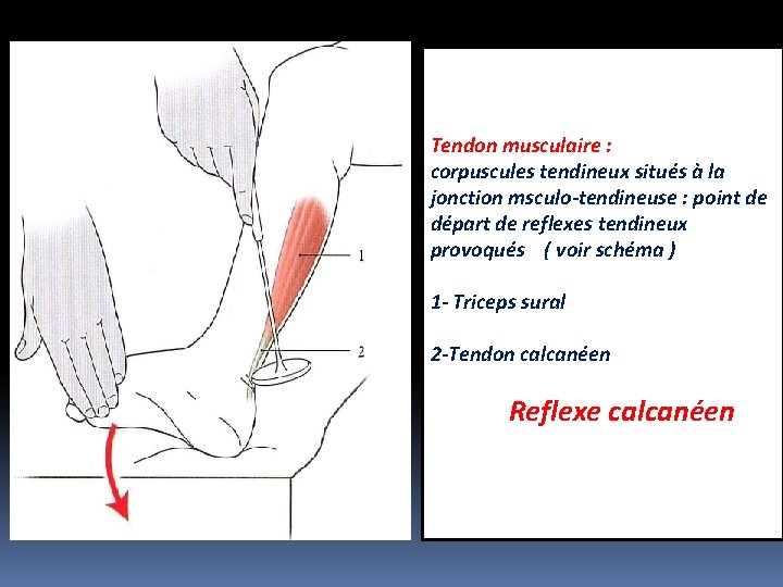 Tendon musculaire : corpuscules tendineux situés à la jonction msculo-tendineuse : point de départ