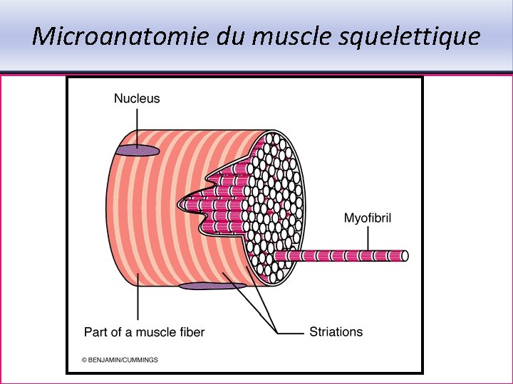 Microanatomie du muscle squelettique 