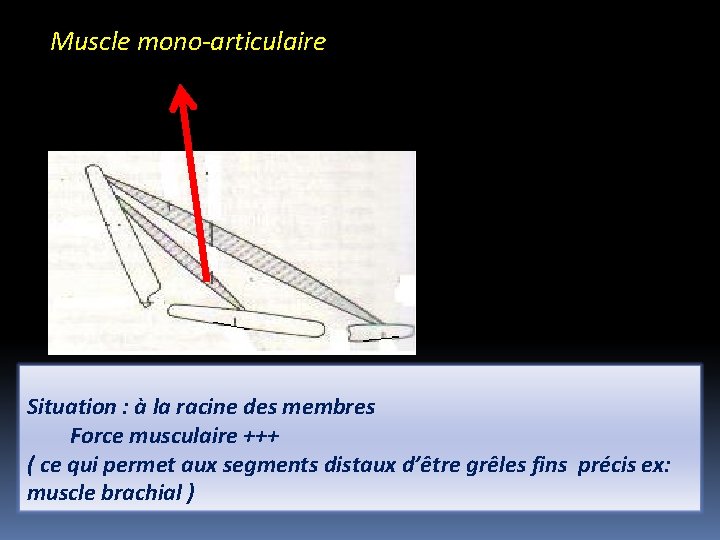 Muscle mono-articulaire Situation : à la racine des membres Force musculaire +++ ( ce