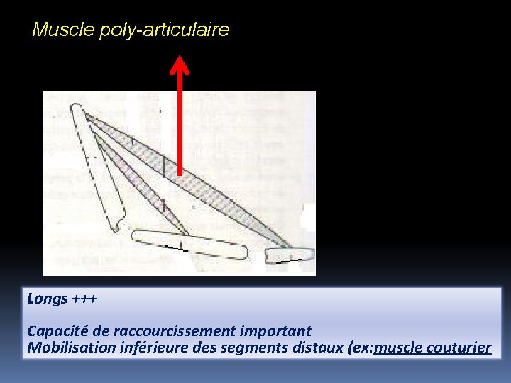 Muscle poly-articulaire Longs +++ Capacité de raccourcissement important Mobilisation inférieure des segments distaux (ex: