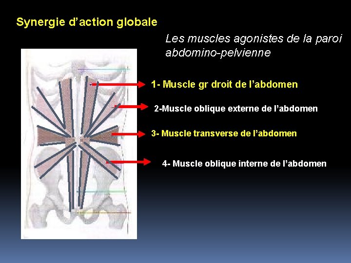 Synergie d’action globale Les muscles agonistes de la paroi abdomino-pelvienne 1 - Muscle gr