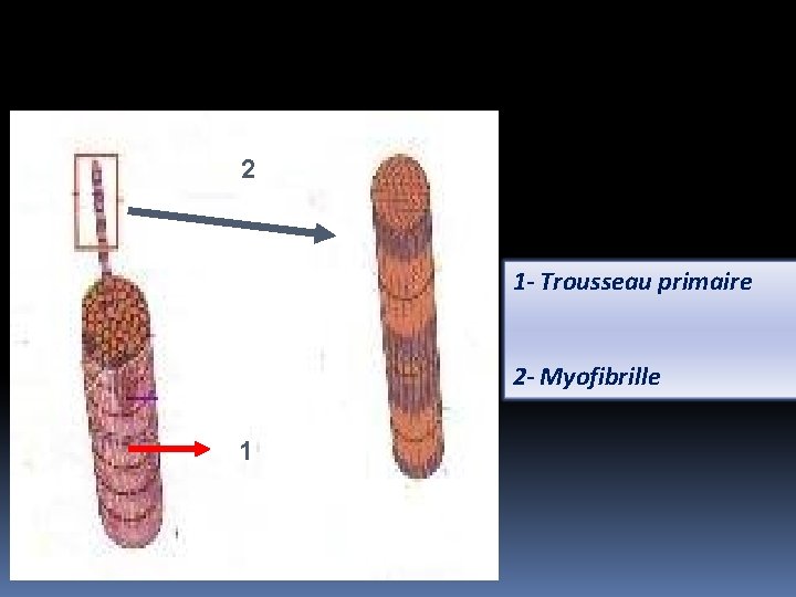 2 1 - Trousseau primaire 2 - Myofibrille 1 1 