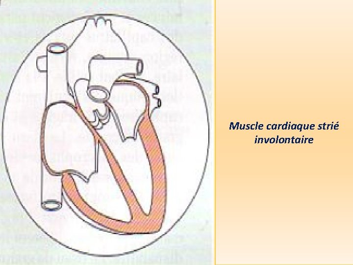 Muscle cardiaque strié involontaire 