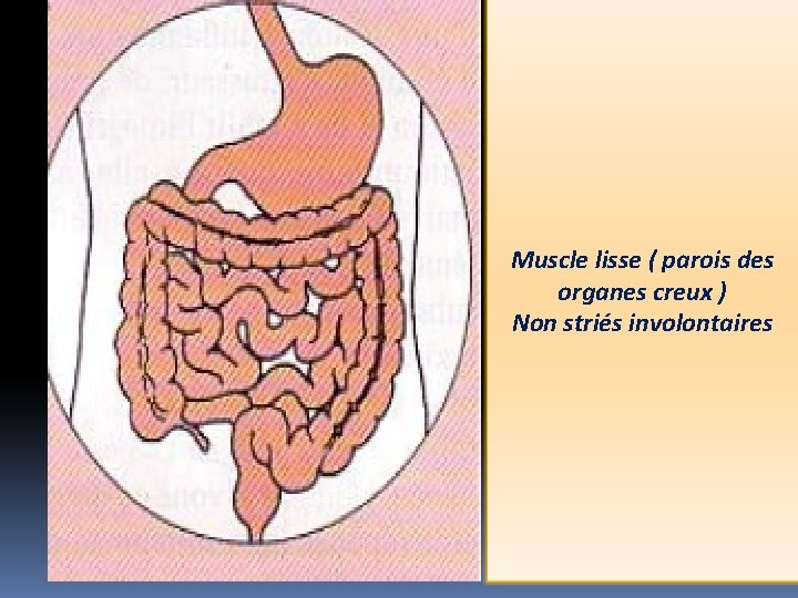 Muscle lisse ( parois des organes creux ) Non striés involontaires 