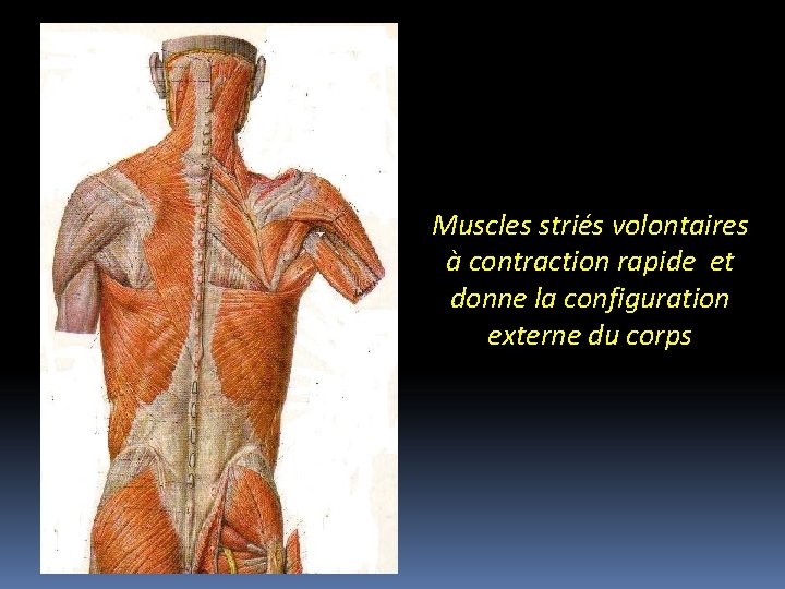 Muscles striés volontaires à contraction rapide et donne la configuration externe du corps 