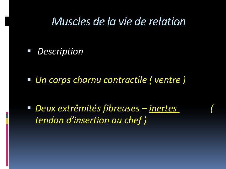 Muscles de la vie de relation Description Un corps charnu contractile ( ventre )