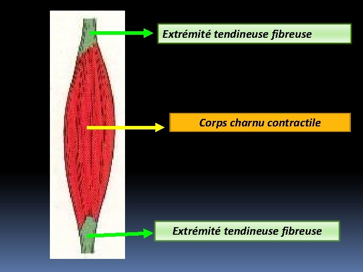 Extrémité tendineuse fibreuse Corps charnu contractile Extrémité tendineuse fibreuse 