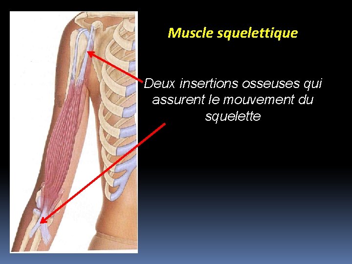 Muscle squelettique Deux insertions osseuses qui assurent le mouvement du squelette 