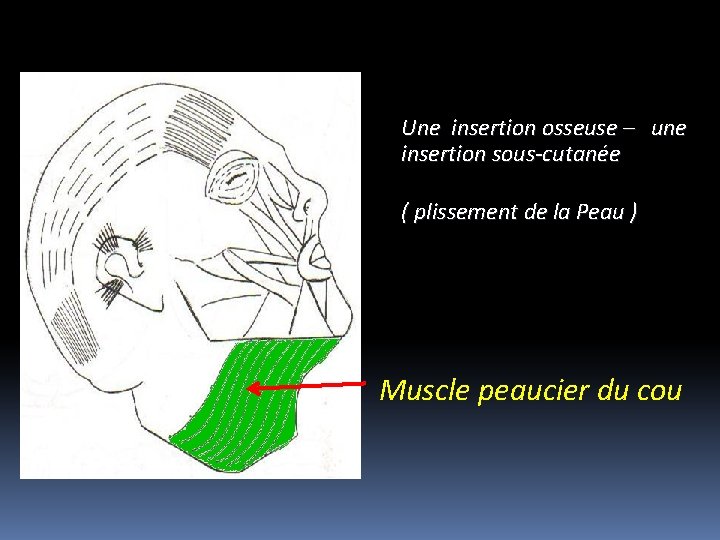 Une insertion osseuse – une insertion sous-cutanée ( plissement de la Peau ) Muscle