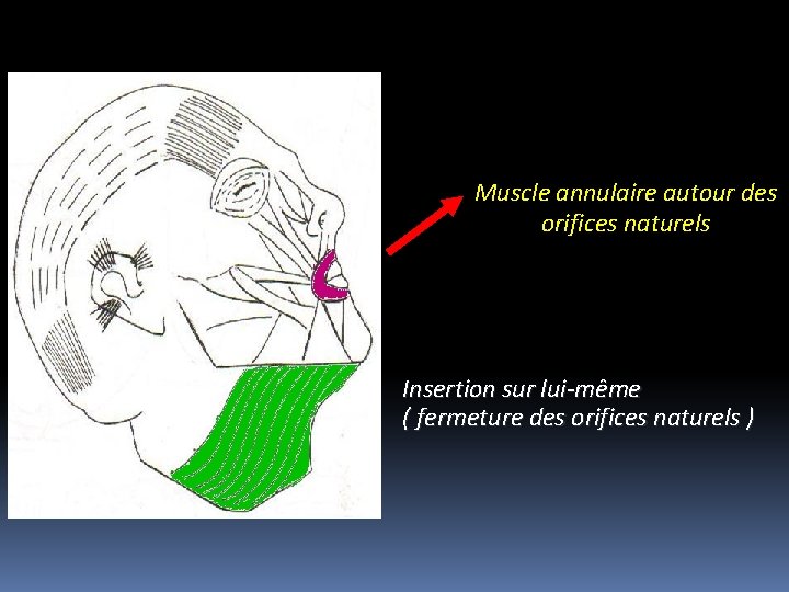 Muscle annulaire autour des orifices naturels Insertion sur lui-même ( fermeture des orifices naturels