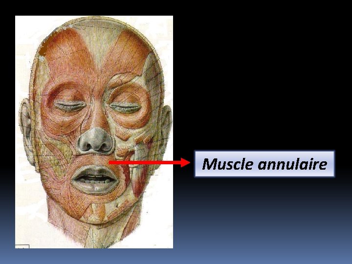 Muscle annulaire 