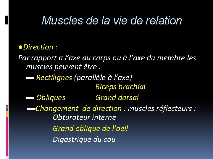 Muscles de la vie de relation ●Direction : Par rapport à l’axe du corps
