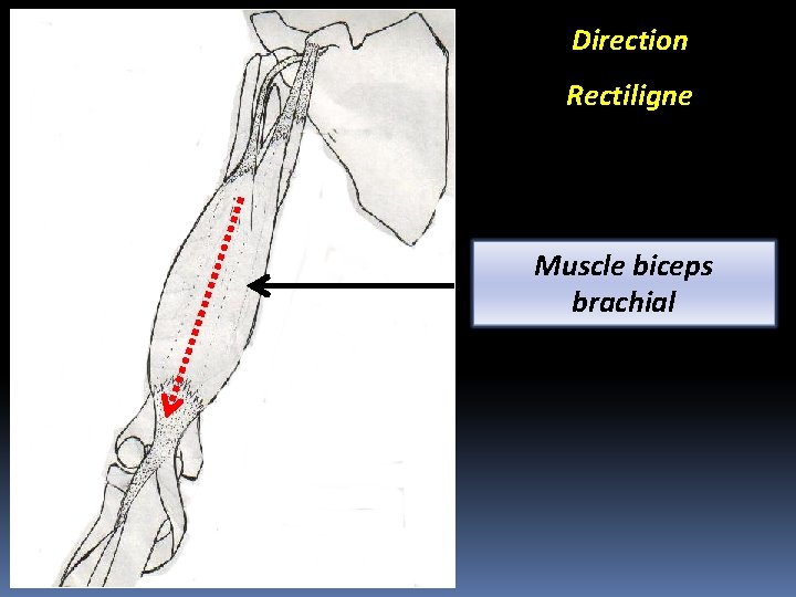 Direction Rectiligne Muscle biceps brachial 