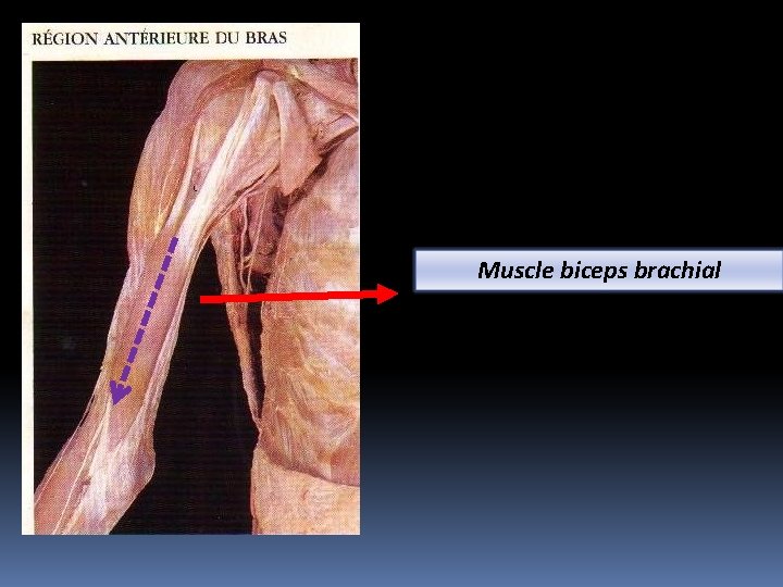 Muscle biceps brachial 