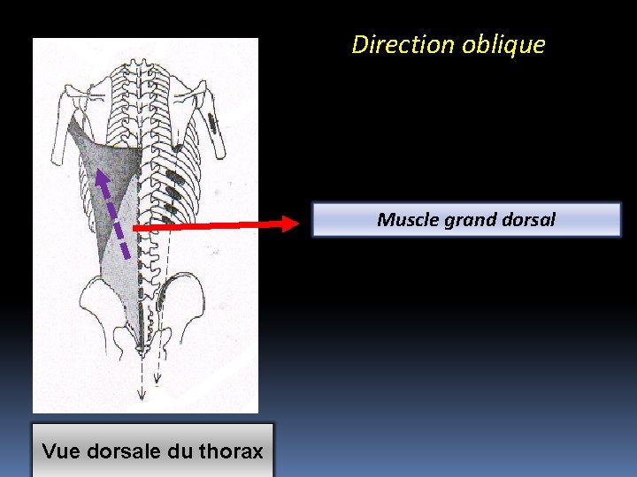 Direction oblique Muscle grand dorsal Vue dorsale du thorax 