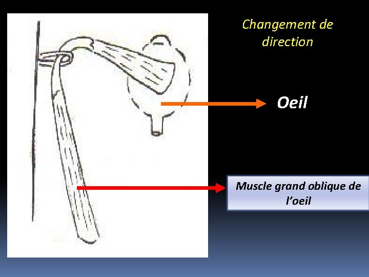 Changement de direction Oeil Muscle grand oblique de l’oeil 