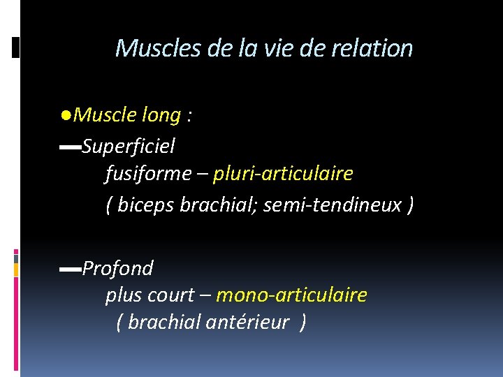 Muscles de la vie de relation ●Muscle long : ▬Superficiel fusiforme – pluri-articulaire (