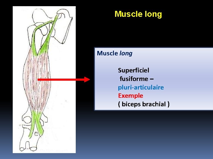 Muscle long Superficiel fusiforme – pluri-articulaire Exemple ( biceps brachial ) 